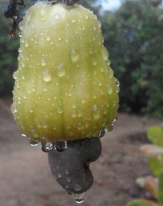 Pomme de cajou fraîche avec sa rosée matinale en Côte d'Ivoire
