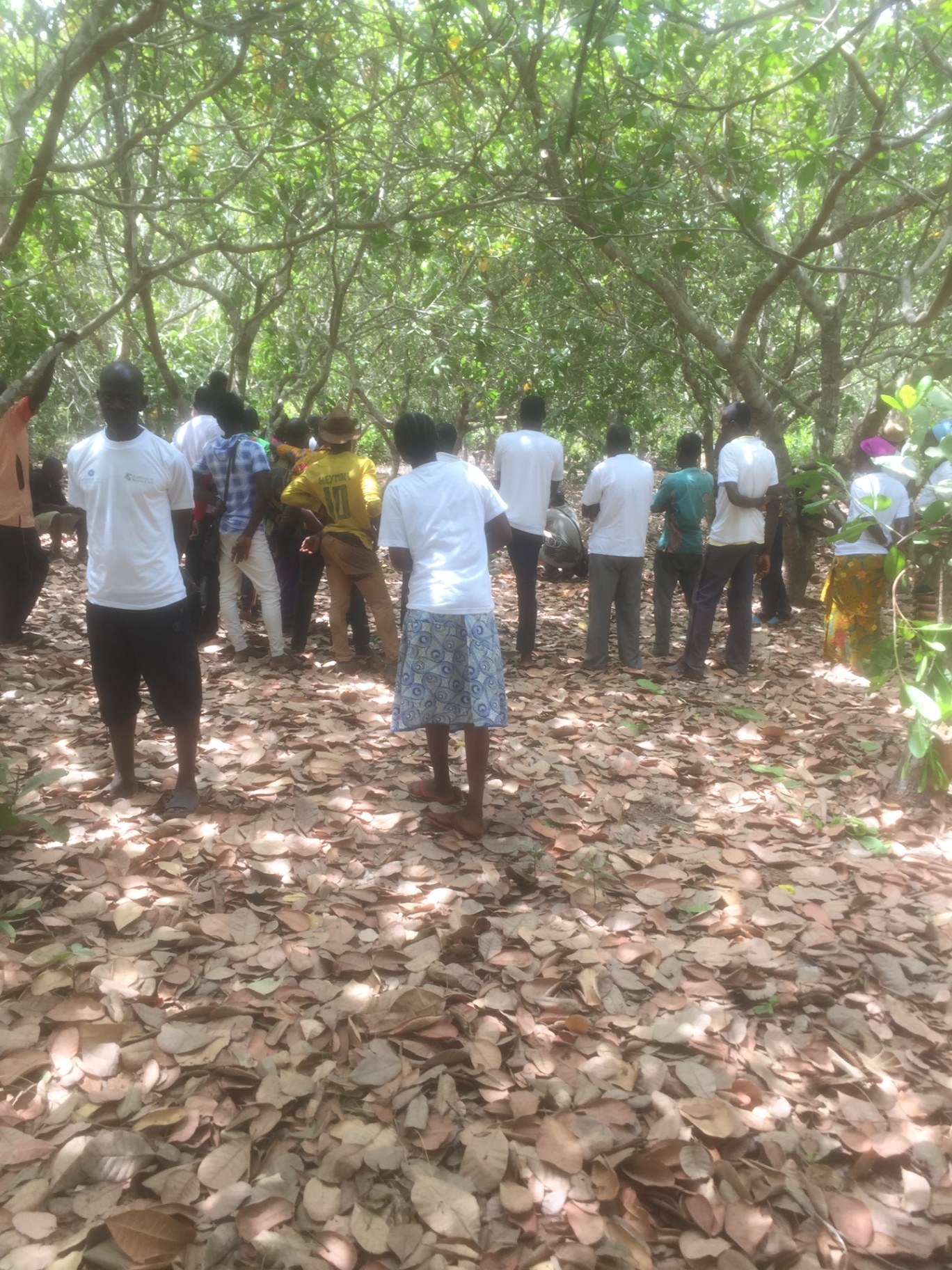 Groupe de planteurs sous les cajouiers