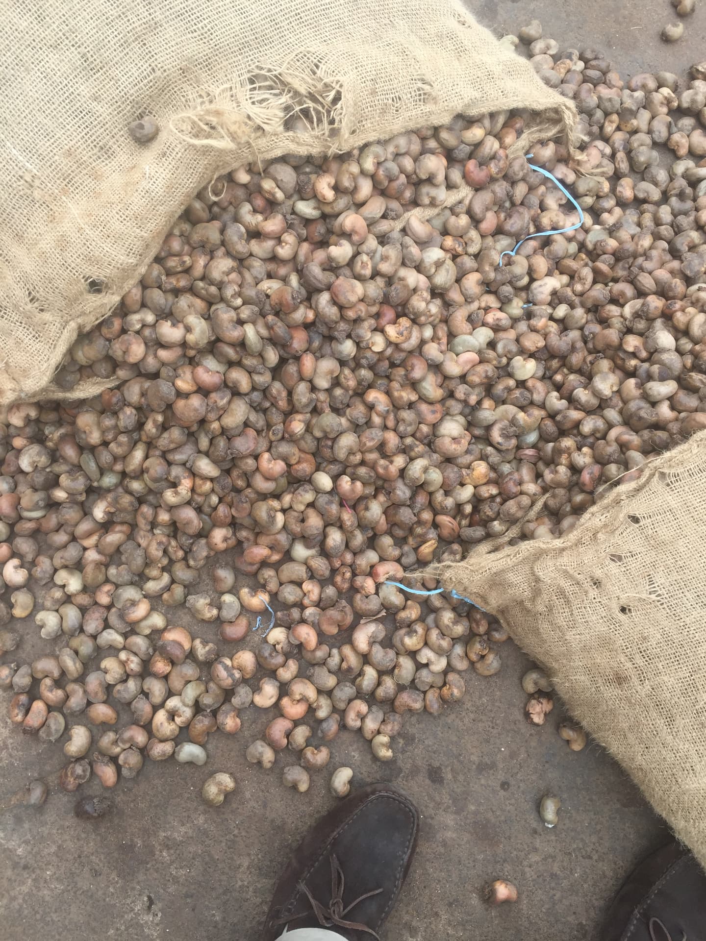 Noix de cajou brutes dans un sac de jute
