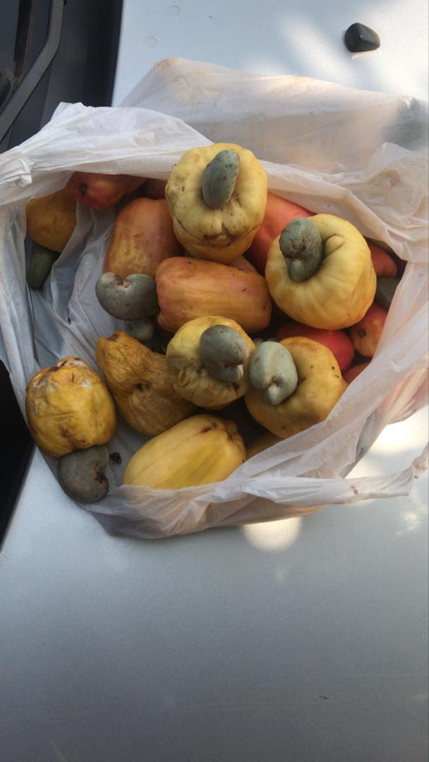 Pommes de cajou fraîchement cueillies dans un sac