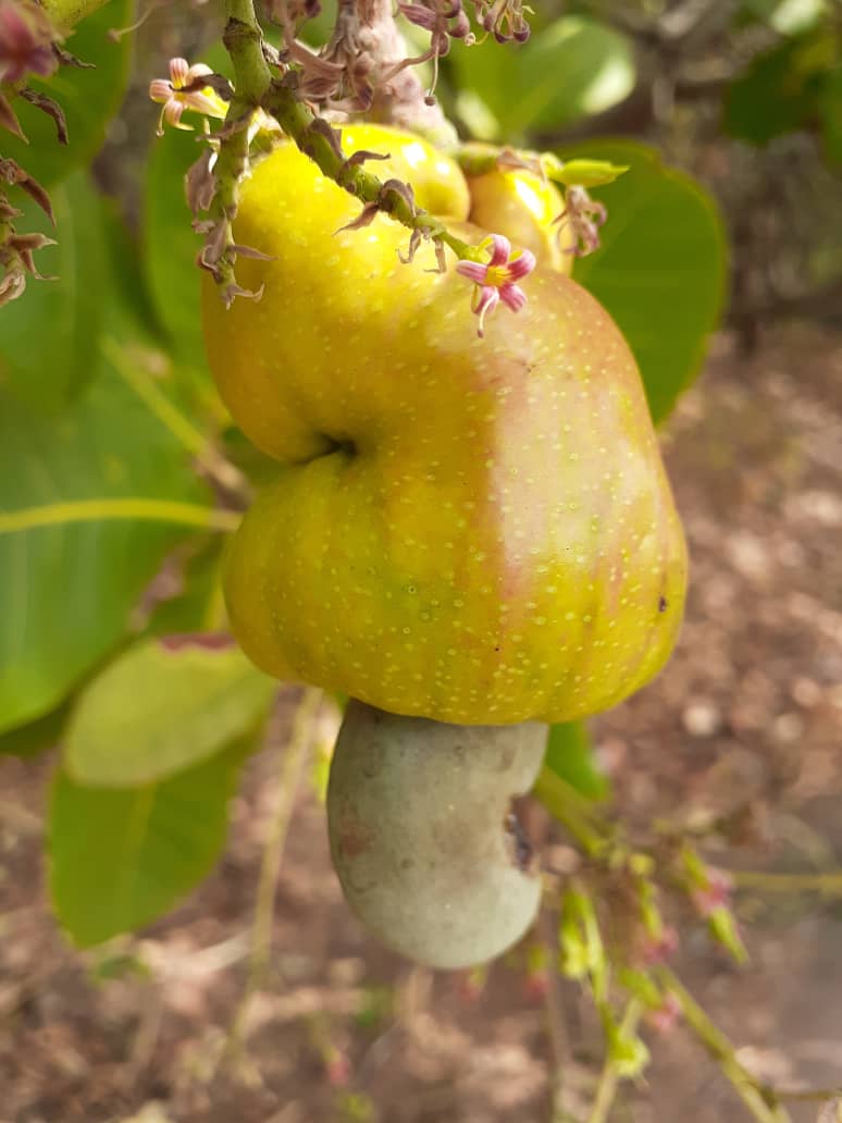 Pomme de cajou mûrissant sur l'arbre dans la région de Bouaké, Côte d'Ivoire