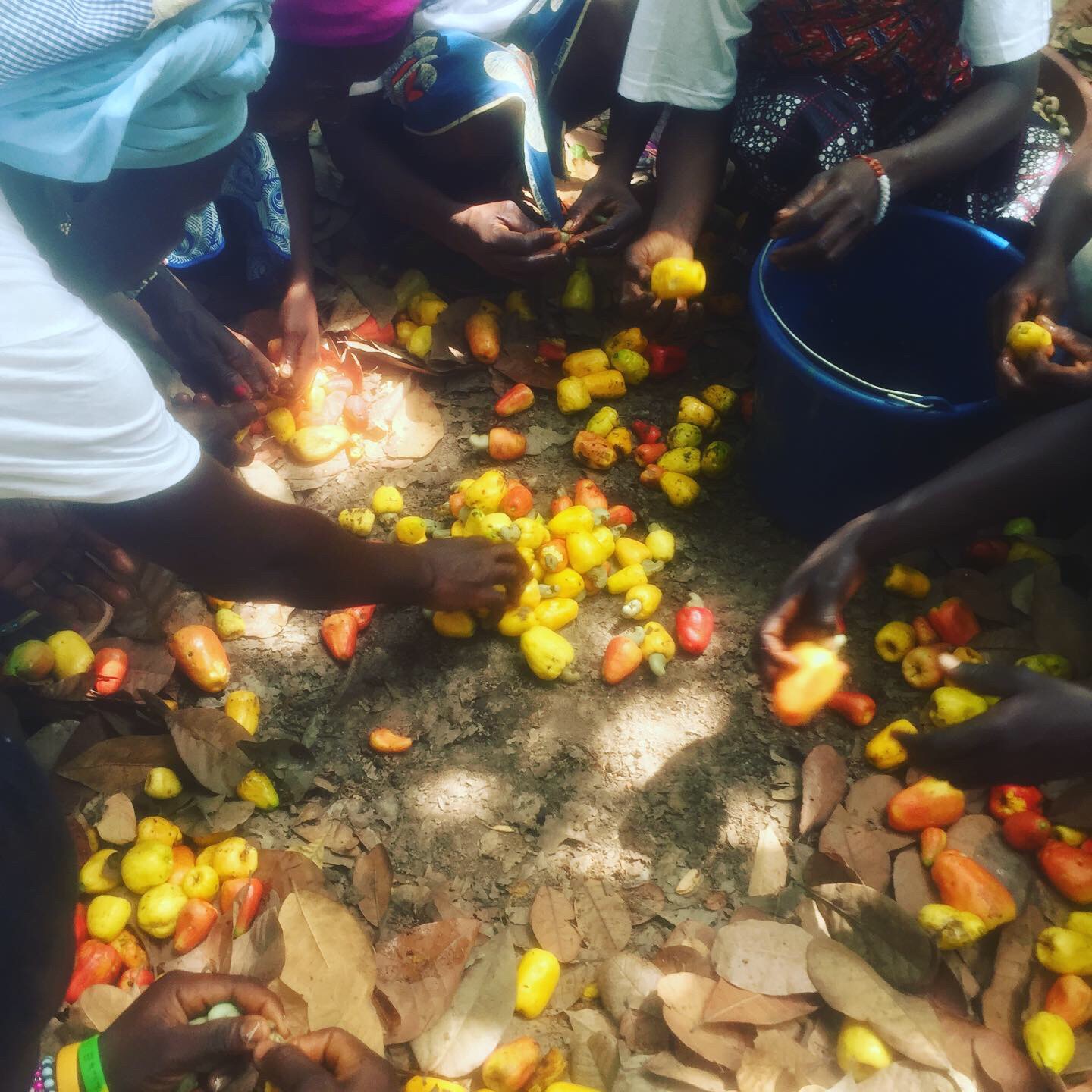 Femmes séparant les noix des pommes de cajou