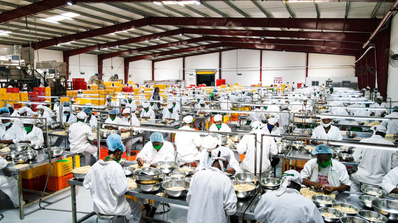 Grand atelier de contrôle des amandes de cajou