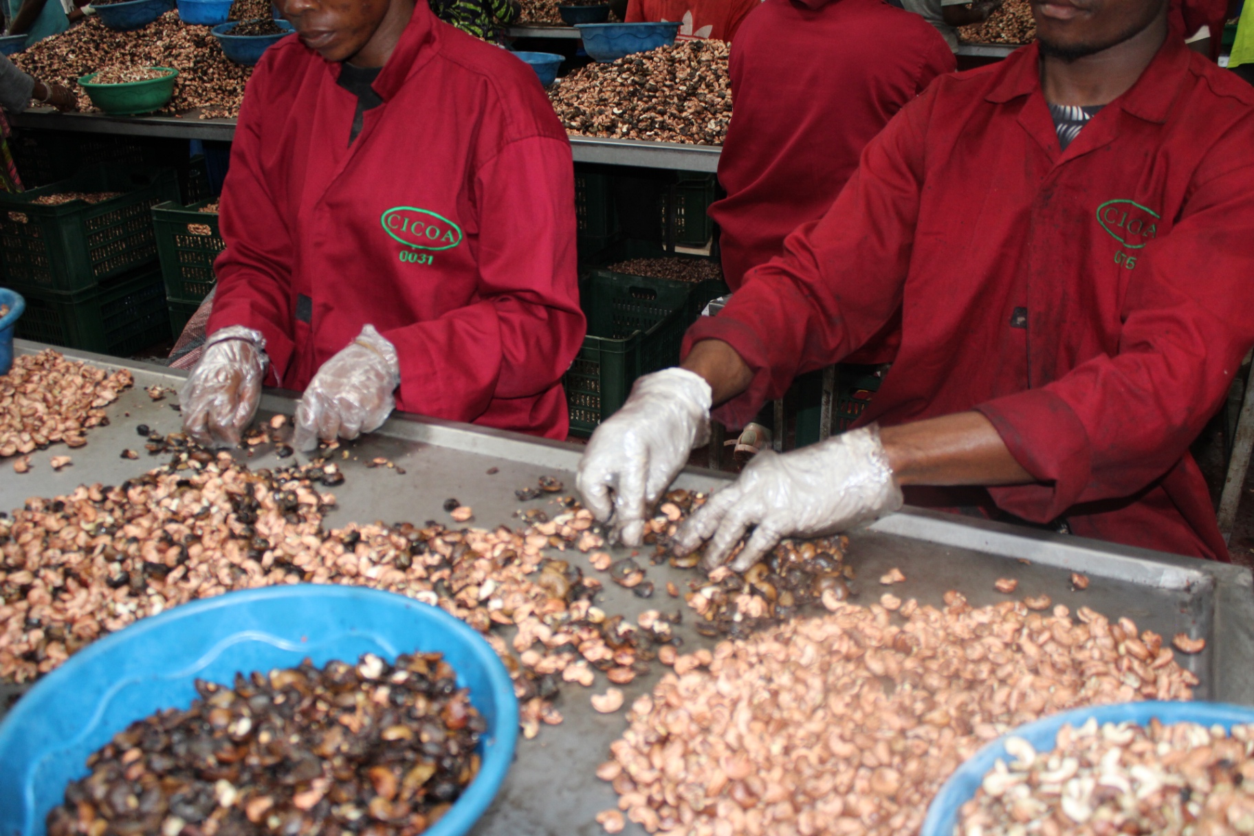 Opérateurs triant les amandes de cajou sur une table inox