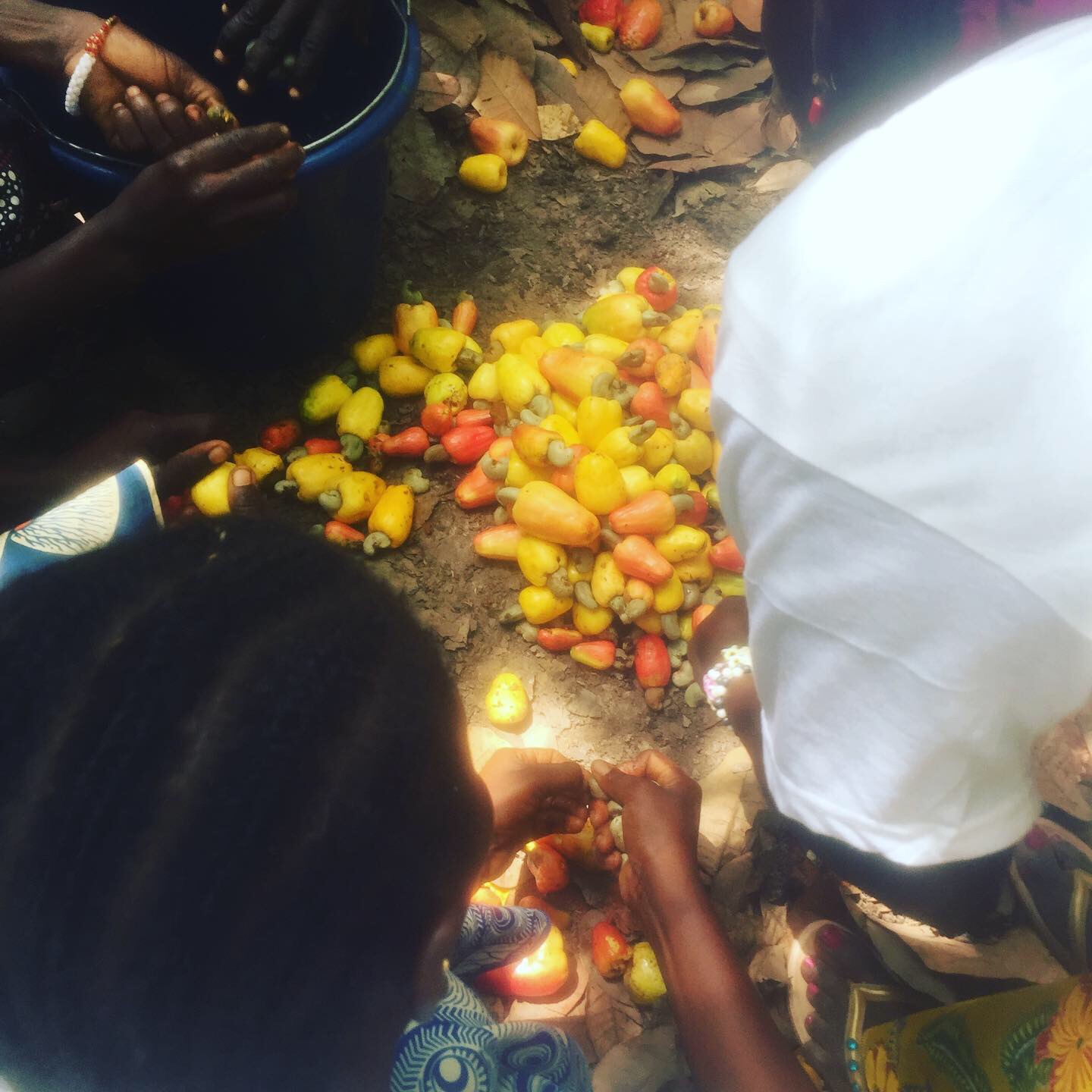 Récolte manuelle des pommes et noix de cajou