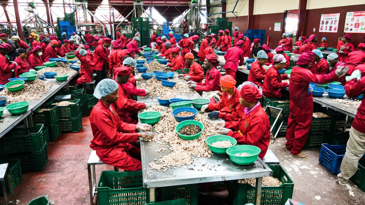 Équipe de tri des amandes de cajou en tenue rouge